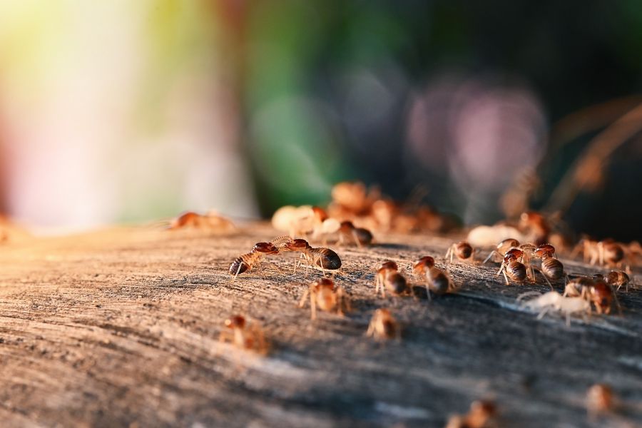 Termite Control by Absolute Home and Pest Solutions