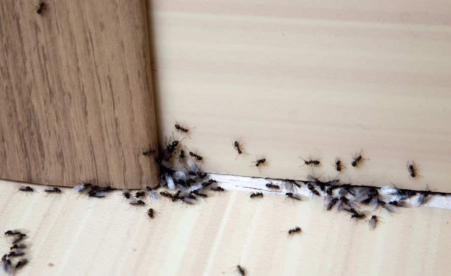 Ant Extermination by Absolute Home and Pest Solutions