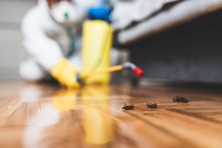 Cockroach Extermination by Absolute Home and Pest Solutions