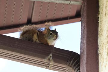 Dayton Squirrel control by Absolute Home and Pest Solutions