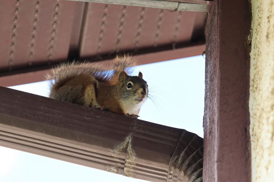 Squirrel control by Absolute Home and Pest Solutions