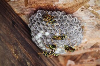 Hornet & Wasp control by Absolute Home and Pest Solutions