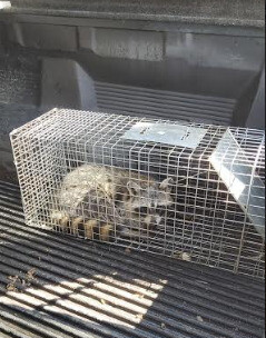 Wildlife Control Services in Montgomery Village, MD (1)